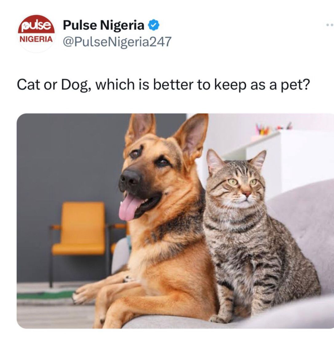 Team Dog or Team Cat?