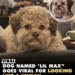 Lil Max, a 5-year-old rescue dog gone viral for looking like human